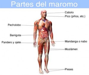 partesdelmaromo Este esquema sin duda no garantiza un aprobado en ninguna facultad de medicina.