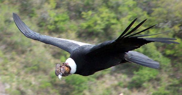 condor